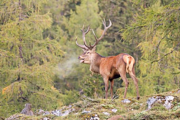 Foto zur Veranstaltung "Hirschlos´n im Hintergebirge"