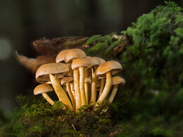 Pilze im Wald zwischen Moos und Holz