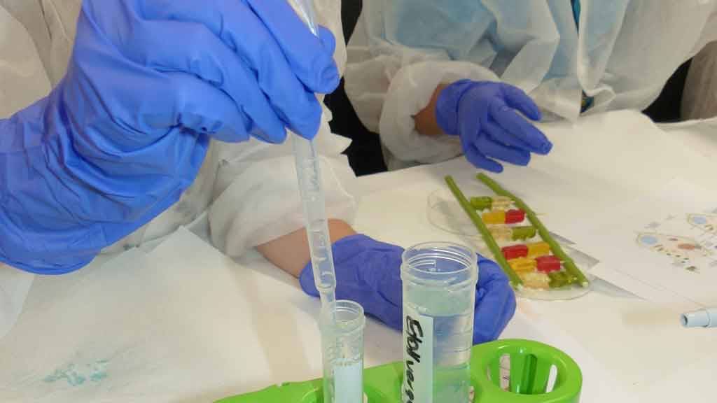 Junge Uni: Build gummy bear DNA with us