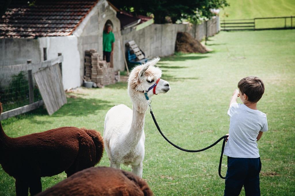 Alpaca lodge B renstein