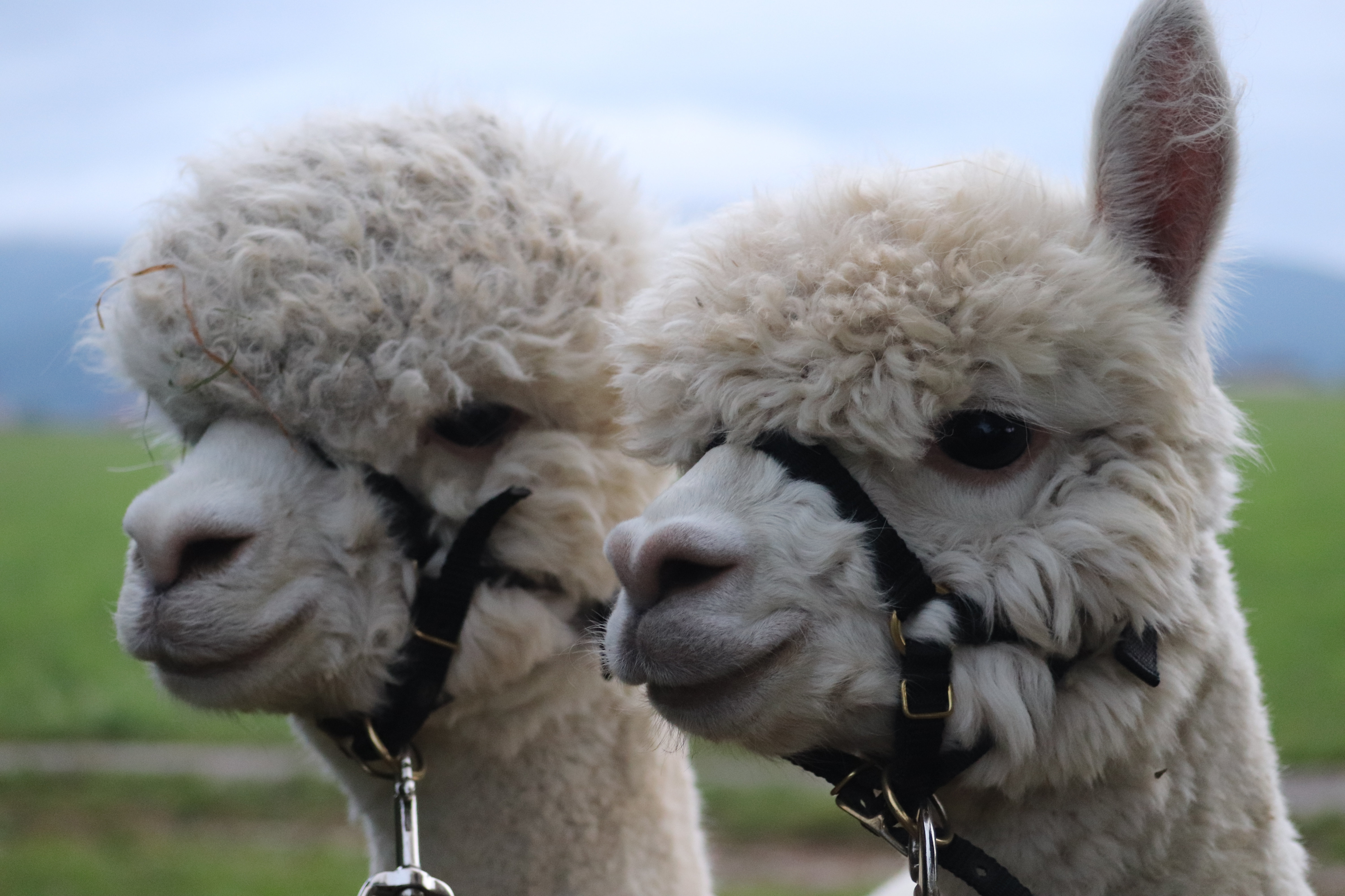 Attergau Alpaca