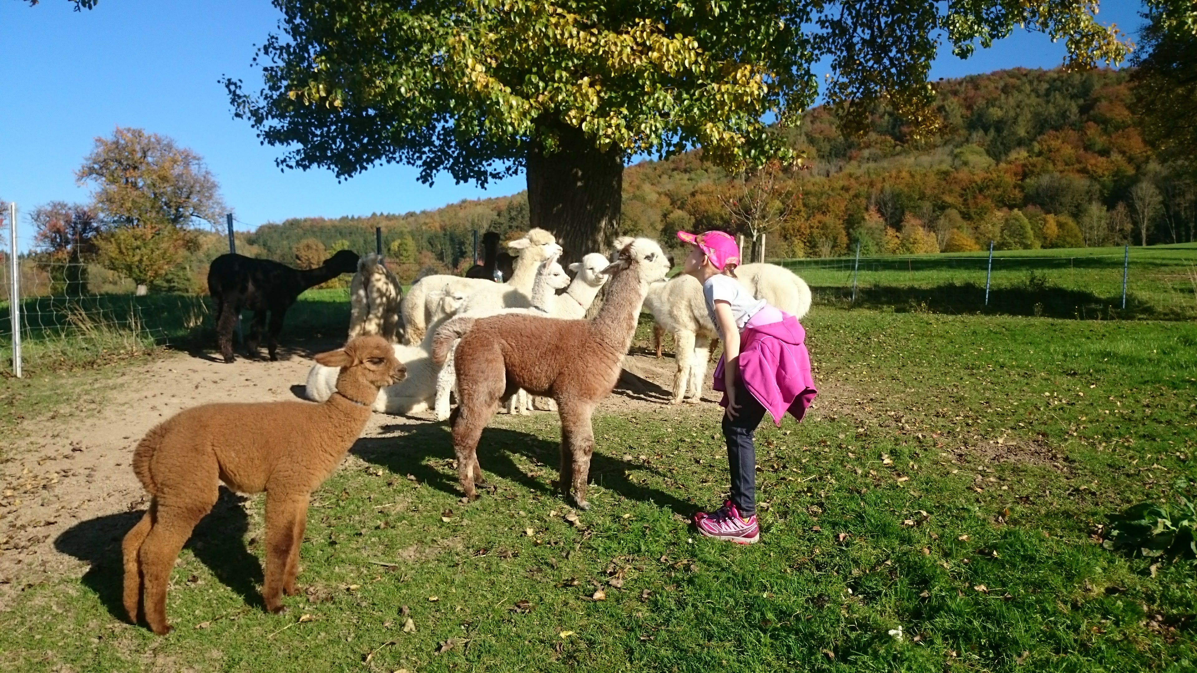 Alpaka Wanderung in St. Ulrich