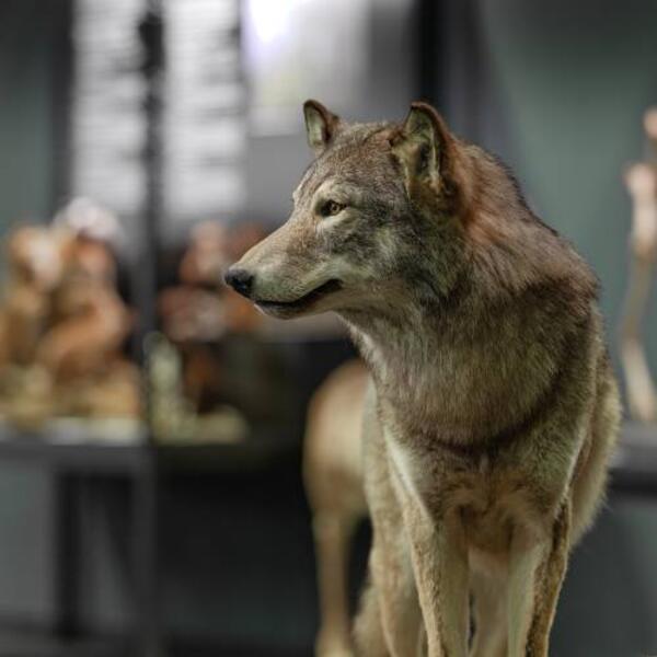 Vom Krafttier zum Angsttier: Kulturgeschichte des Wolfes