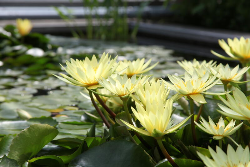 LinzSommerBotanischerGartenSeerosen_OberoesterreichTourismusGmbHMartinFickert.JPG