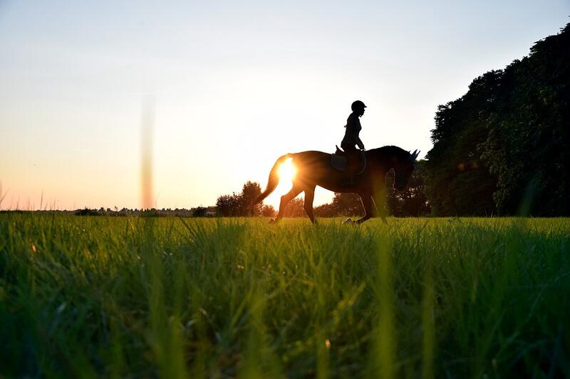 Reiten - Ich lerne ein Pony kennen