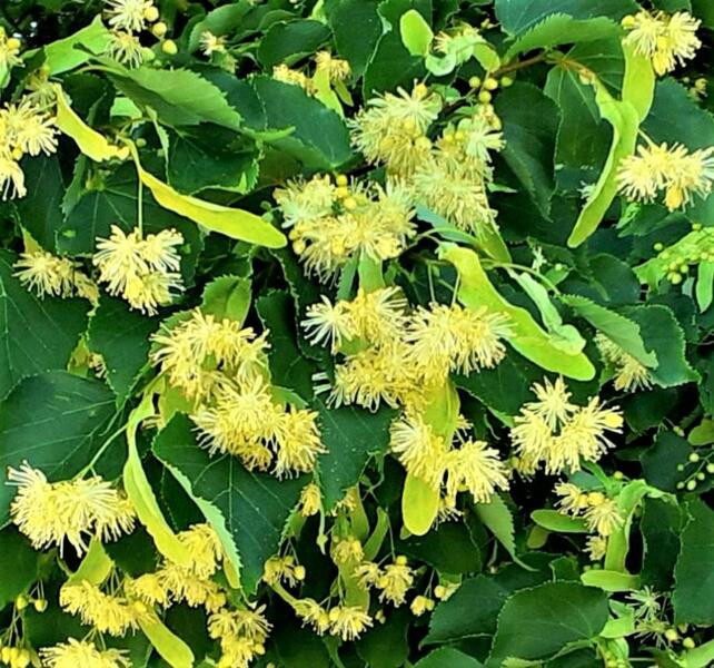 Kräuterwanderung: Essbares und heilsames am Wegrand und in der Hecke