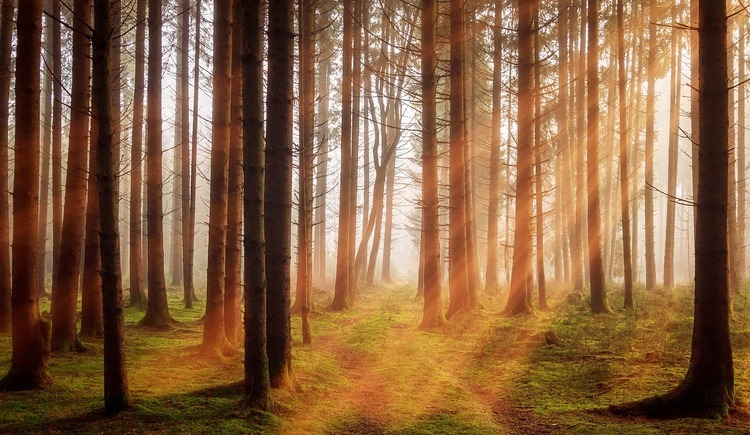 Einblicke in den Wald der Zukunft