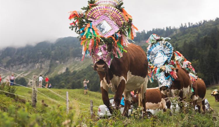 Almabtrieb von der Mayerlehenhütte/ Gruberalm