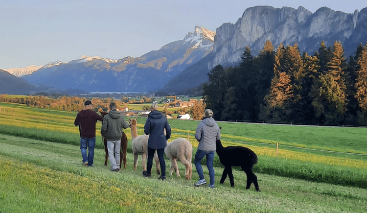 Bärlauchwanderung mit Alpakas am Edinger Hof