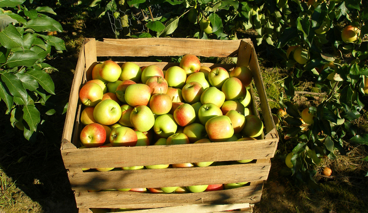 Mobile Obstpresse - Frischer Saft aus eigenem Obst