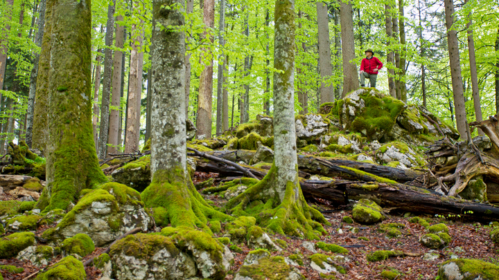 Reise in vergessene Wälder | 26. - 29. 05. 2023 (© Picturing Wildlife_42A6418_©European_Wilderness_Society)