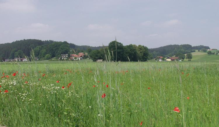 Oberndorf Bei Schwanenstadt 